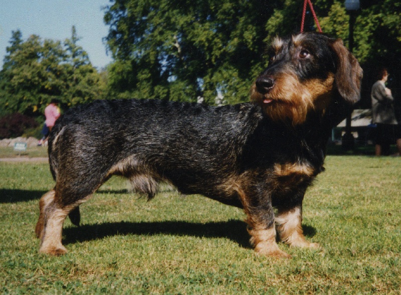 CH. Jocker De la grande futaie