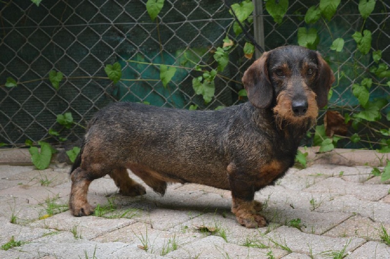 Hannibal de la combe murat